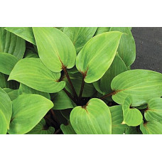 Хоста Purple Heart (Перпл Харт) М