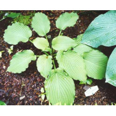 Хоста Sea Current (Си Каррент) L