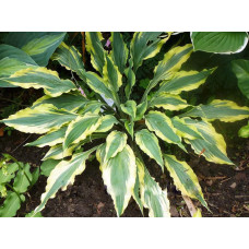 Хоста Deliverance (Деливеранс) М