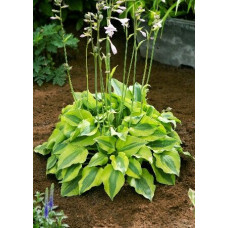 Хоста Luna Moth (Луна Мот) М