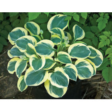 Хоста Mighty Mouse (Майти Маус) S