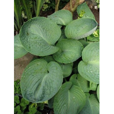Хоста Sea Lotus Leaf (Си Лотус Лив) М