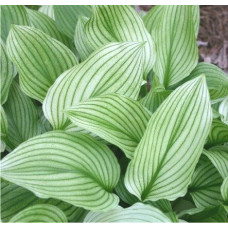 Хоста Zebra Stripes (Зебра Страйпс) М