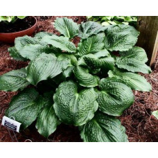 Хоста Lakeside Prophecy (Лэйксайд Пропхеси) М