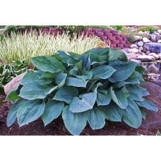 Хоста Silver Bay (Сильвер Бэй) М