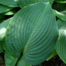 Хоста Blue Mammoth (Блю Маммос) XL
