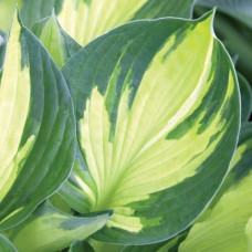 Хоста Color Glory (Калор Глори) L