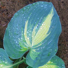 Хоста Dream Weaver (Дрим Вивер) М