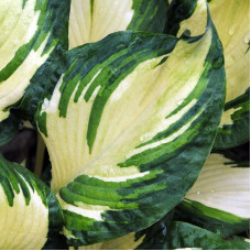 Хоста Georgia Sweetheart (Джоржия Свитхарт) М