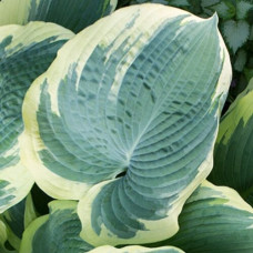 Хоста Northern Exposure (Норсерн Экспоуже) XL