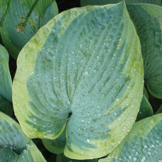 Хоста Olive Bailey Langdon (Олив Бэйли Лэнгдон) L