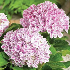 Гортензия крупнолистная Peppermint
