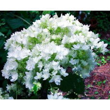 Гортензия древовидная Hayes Starburst