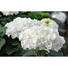 Гортензия крупнолистная Coco