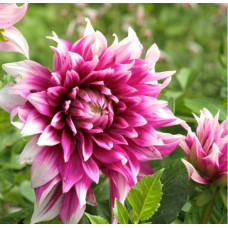 Георгина England's Glory