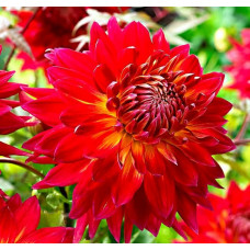 Георгина Manhattan Island