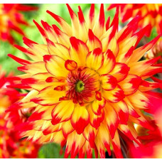 Георгина Merluza