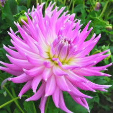 Георгина Mingus Gregory