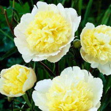 Пион Prima Vera (Прима Вера)