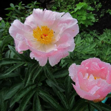 Пион Pink Princess (Пинк Принцесса)