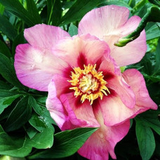 Пион Vision of Sugar Plums (Визион оф Шугар Пламс)