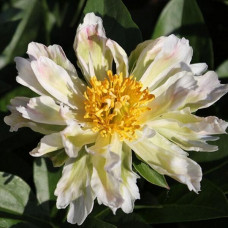 Пион Green Lotus (Грин Лотус)