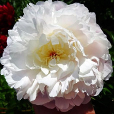 Пион Lillian Wild (Лиллиан Уайлд)