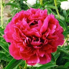 Пион Paul M Wild (Пол М. Уайлд)