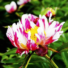 Пион Twitterpated (Твиттерпэйтед)