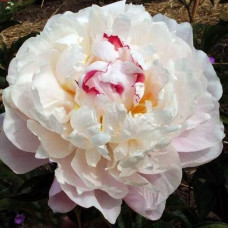 Пион Vogue (Вог)