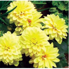 Георгина гэллери Cezanne