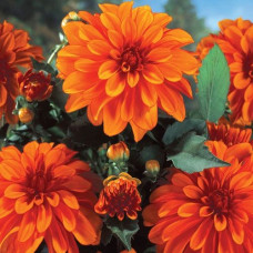 Георгина гэллери Cobra