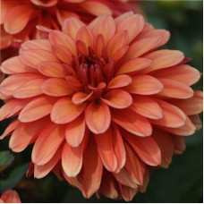 Георгина гэллери Matisse