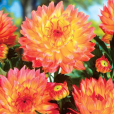 Георгина гэллери Pablo