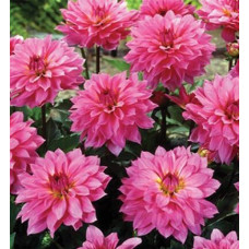 Георгина гэллери Renoir