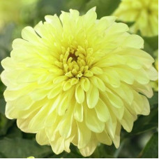 Георгина гэллери Serenade