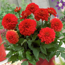 Георгина гэллери Valentin