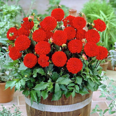 Георгина мелоди Bolero