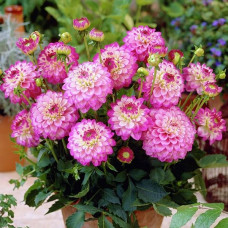 Георгина мелоди Dixie