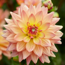 Георгина мелоди Dora