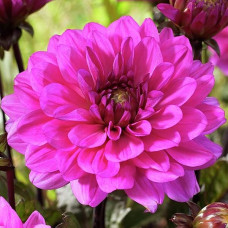 Георгина мелоди Fanfare