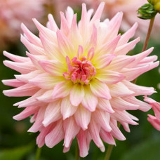 Георгина мелоди Gipsy