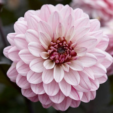 Георгина мелоди Harmony