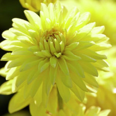 Георгина мелоди Latin