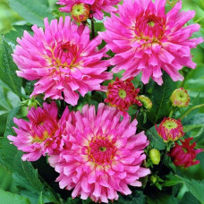 Георгина мелоди Lizza