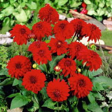 Георгина мелоди Mambo