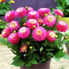 Георгина мелоди Pink Allegro