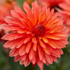 Георгина мелоди Swing