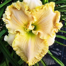 Лилейник Great American Pie Pan (Грейт Американ Пай Пэн)