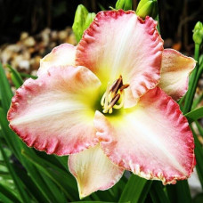 Лилейник Lorynn Nicole (Лорин Николь)